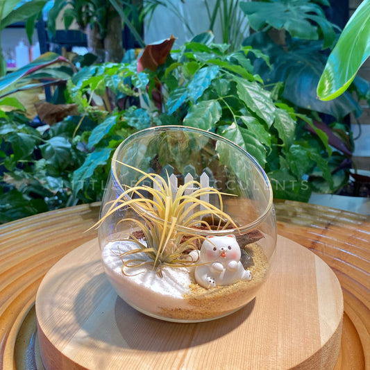 Airplant in Slanted Glass Terrarium (M)