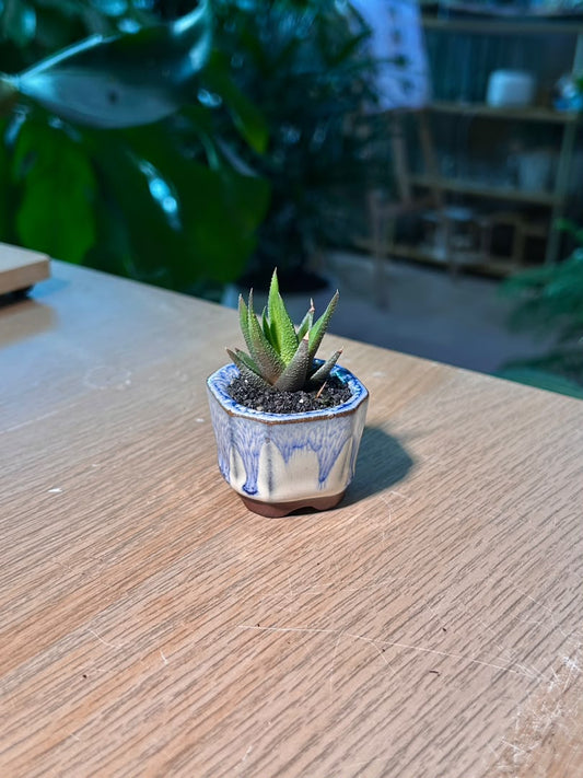 Crocodile Haworthia (琉璃殿) Haworthia Limifolia in Flambé Glazed Ceramic Pot