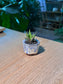 Crocodile Haworthia (琉璃殿) Haworthia Limifolia in Flambé Glazed Ceramic Pot