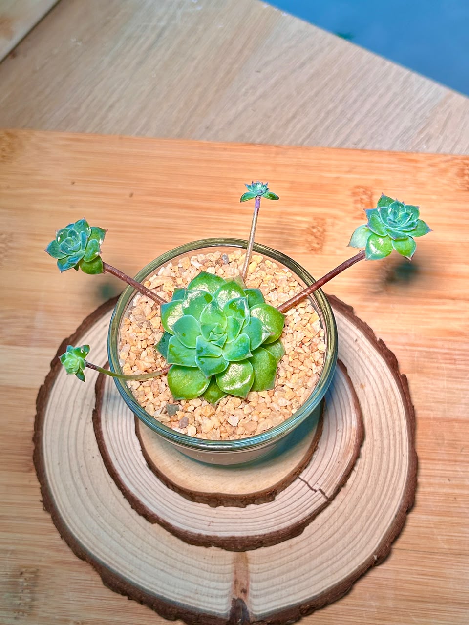 Echeveria Succulent in Glass Pot