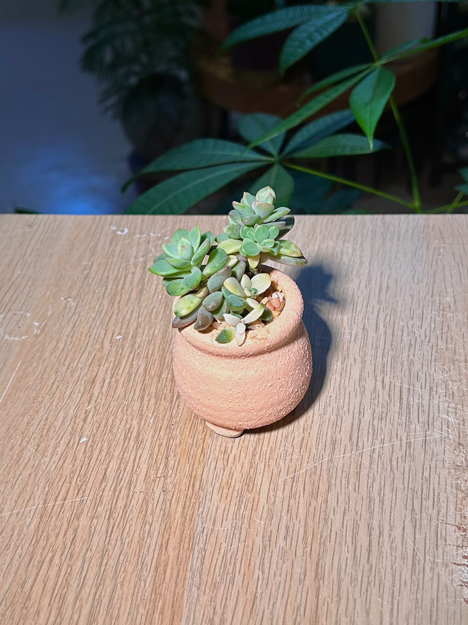Ghost Plant Variegated (胧月锦多肉) Succulent in Pink Textured Ceramic Pot