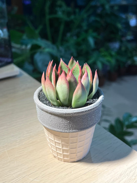 Echeveria in Ice Cream Pot