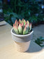 Echeveria in Ice Cream Pot