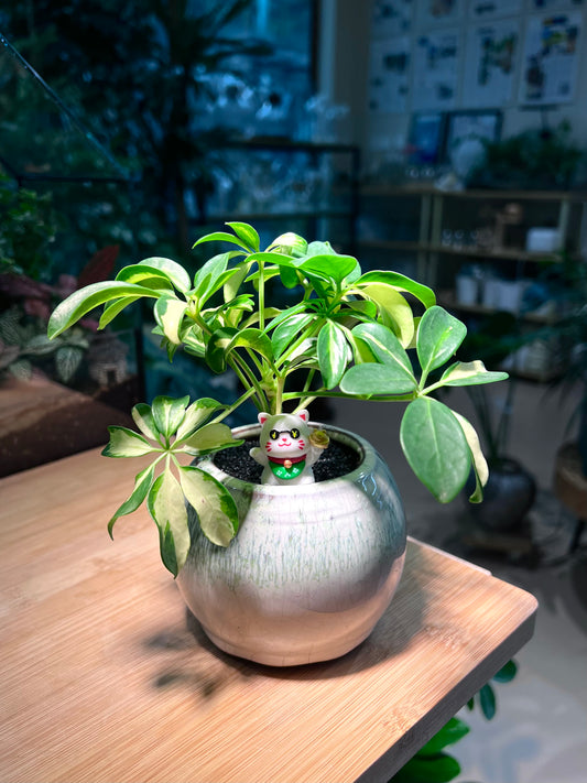 CNY Theme - Dwarf Umbrella Tree in Sky Blue Ceramic Pot