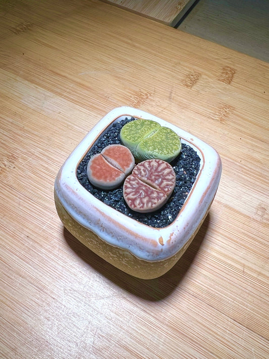 Lithops in Bicolor (Yellow White) Ceramic Pot