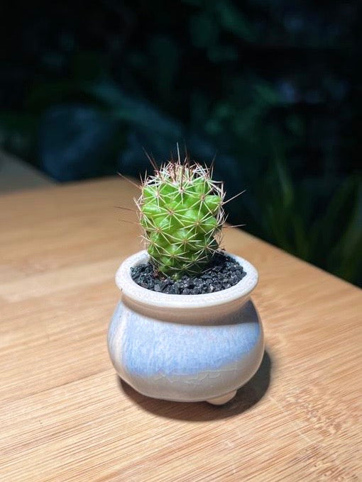 Baby Cactus in Light Blue Ceramic Pot