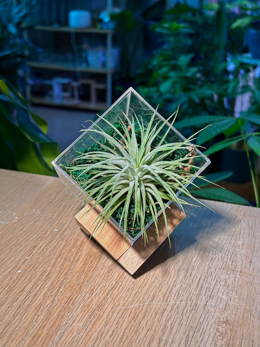 Airplant (空气凤梨) Tillandsia Fuchsii in Acrylic Box (M) with Wooden Stand