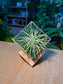 Airplant (空气凤梨) Tillandsia Fuchsii in Acrylic Box (M) with Wooden Stand