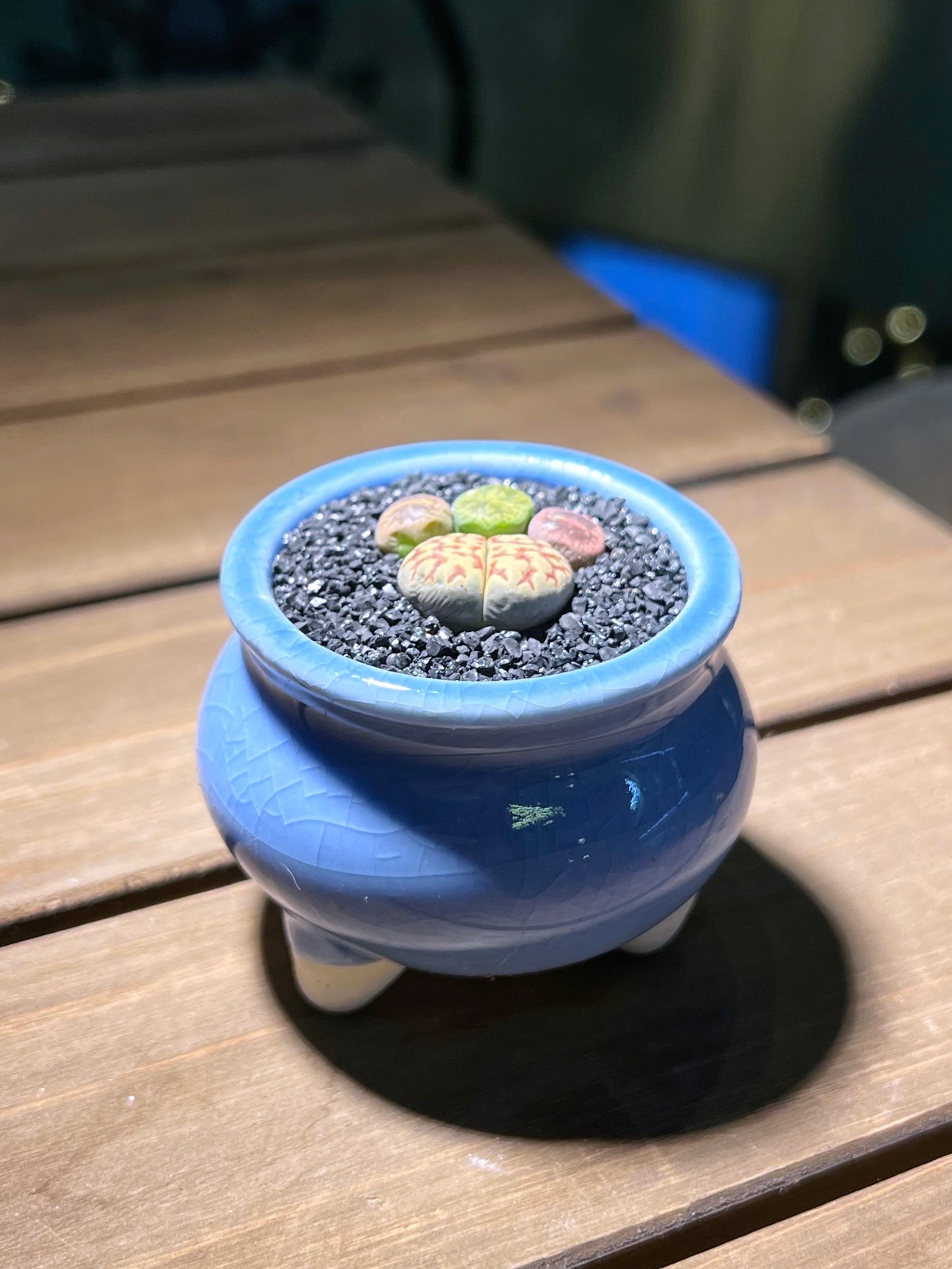 Lithops Paw in Sea Blue Ceramic Pot