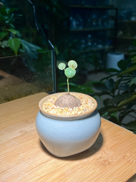 Stephania in Sky Blue Ceramic Pot