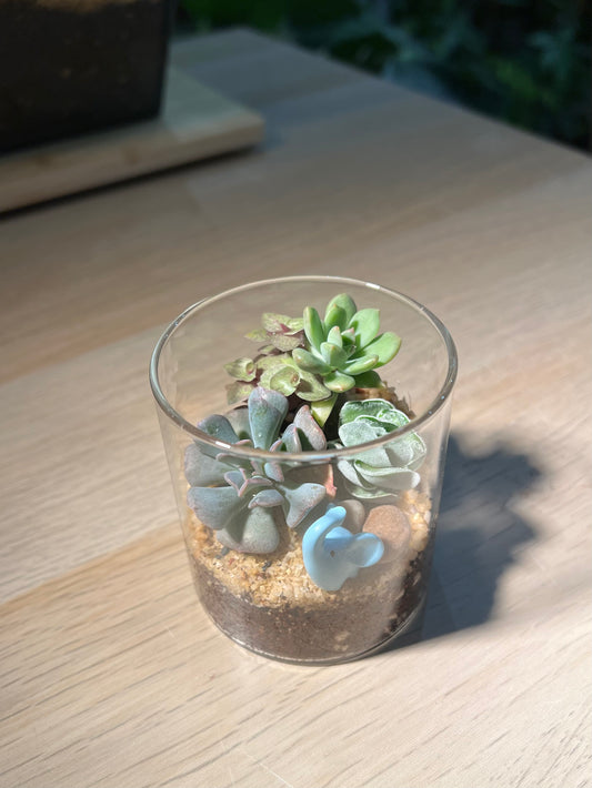 Succulent Arrangement in Small Cylindrical Glass Terrarium