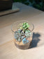 Succulent Arrangement in Small Cylindrical Glass Terrarium