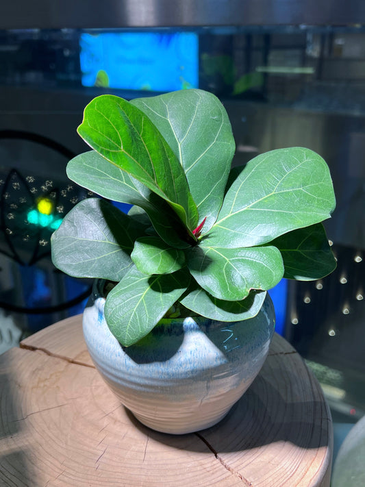 Fiddle-Leaf Fig (琴叶榕) in Sea Blue Ceramic Pot