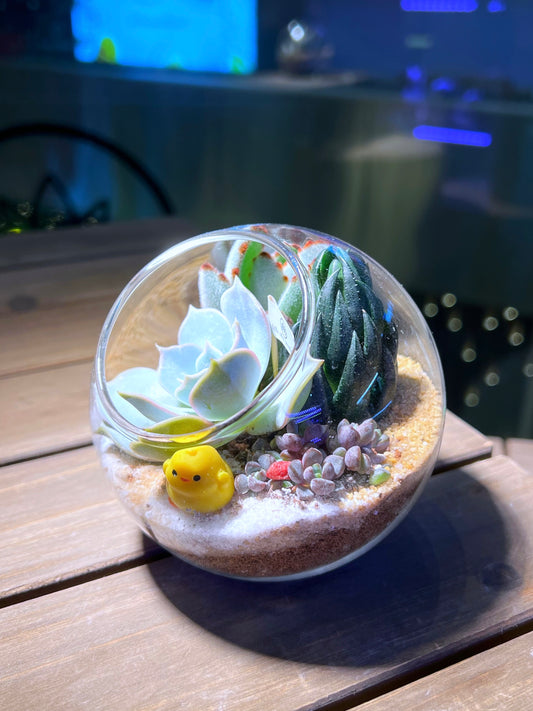 Succulent Arrangement in Round Glass Terrarium