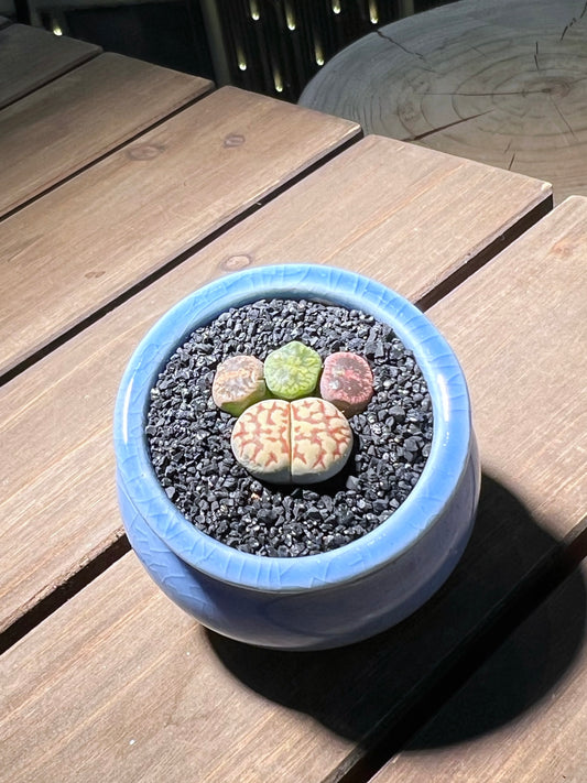 Lithops Paw in Sea Blue Ceramic Pot