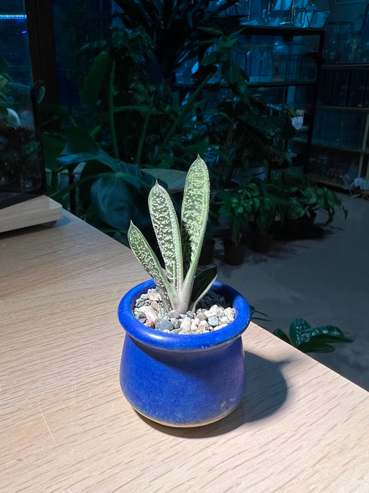 Variegated Gasteria in Ceramic Pot