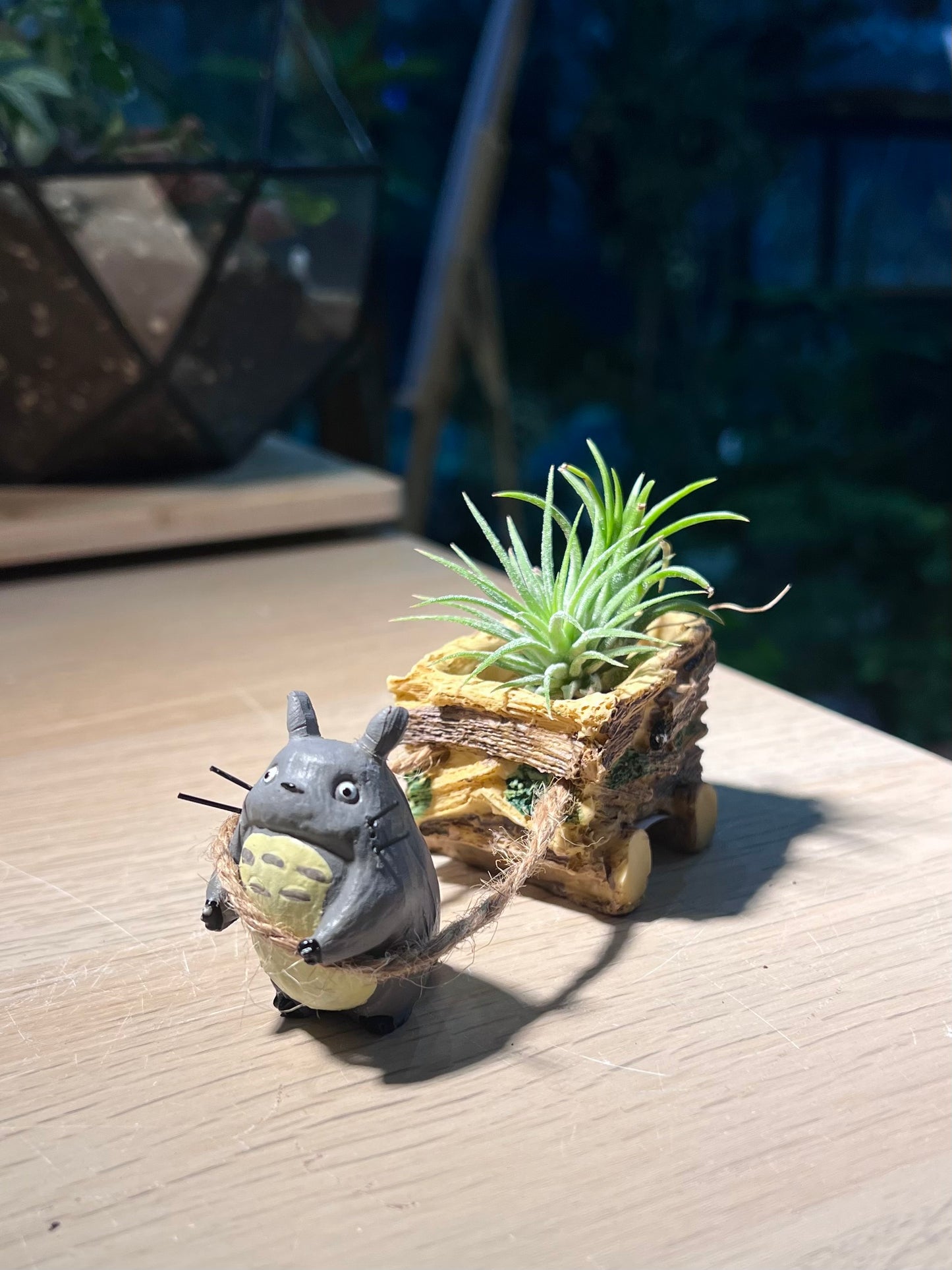 Airplant (空气凤梨) with Totoro Figurine
