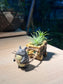Airplant (空气凤梨) with Totoro Figurine