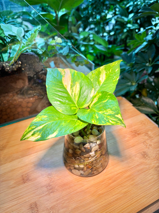 Epipremnum Aureum in Fuji Water Based Glass