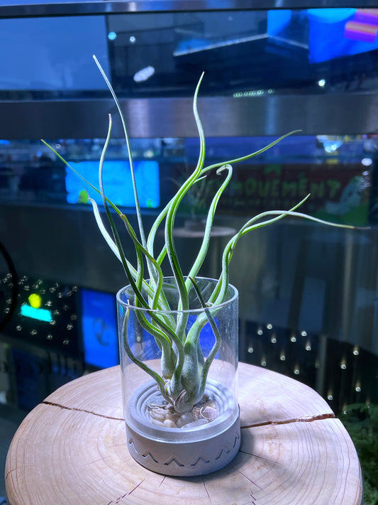 Airplant like Octopus in Decorative Glass