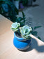 Graptoveria 'Lovely Rose' in Sea Blue Belly Ceramic Pot