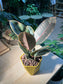 Ficus Elastica in Yellow Geometric Pot
