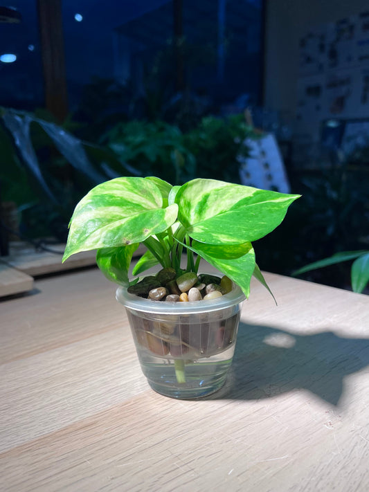 Money Plant (Golden Pothos) in Water Based Glass Pot