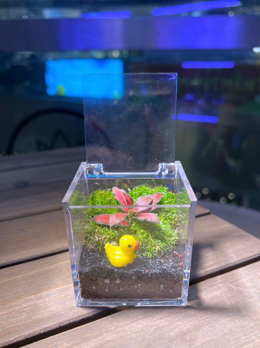 Fittonia with Moss Arrangement in Arcylic Terrarium