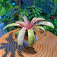 Bromeliad in Blue Marble Designer Pot