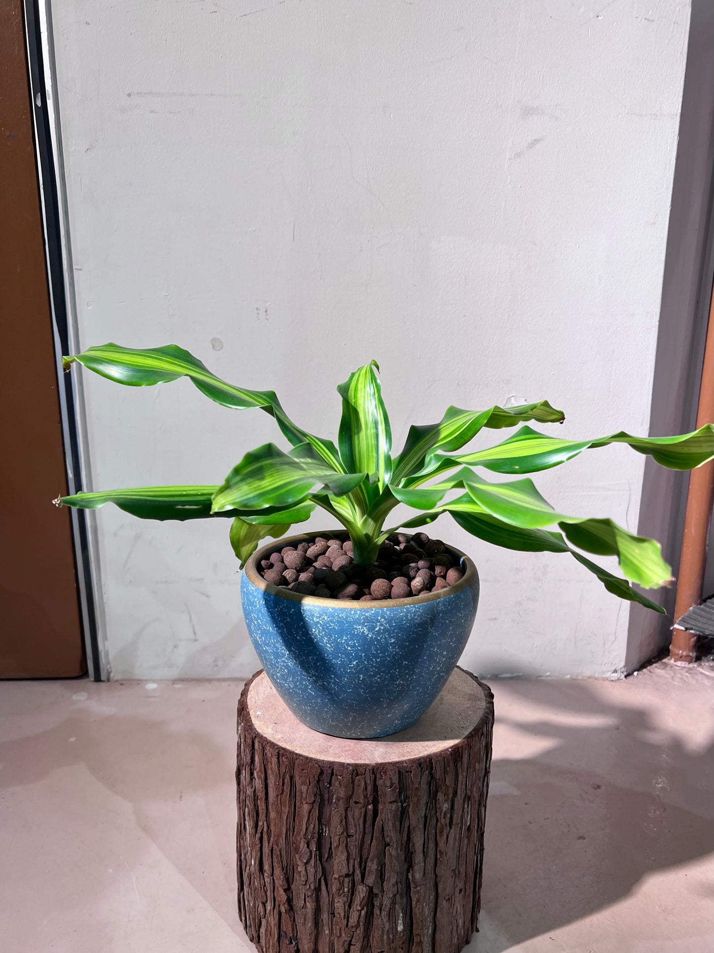 Dracaena Fragrans (铁树) in Round Blue Ceramic Pot