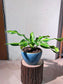 Dracaena Fragrans (铁树) in Round Blue Ceramic Pot