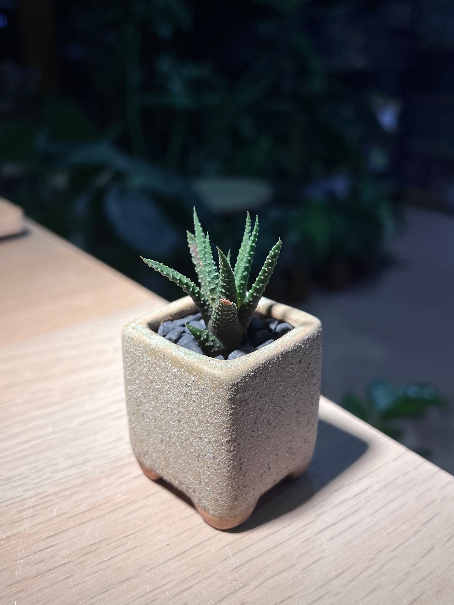 Haworthia Fasciata (Zebra Plant) in Square Ceramic Pot