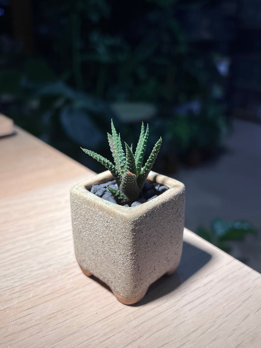 Haworthia Fasciata (Zebra Plant) in Square Ceramic Pot