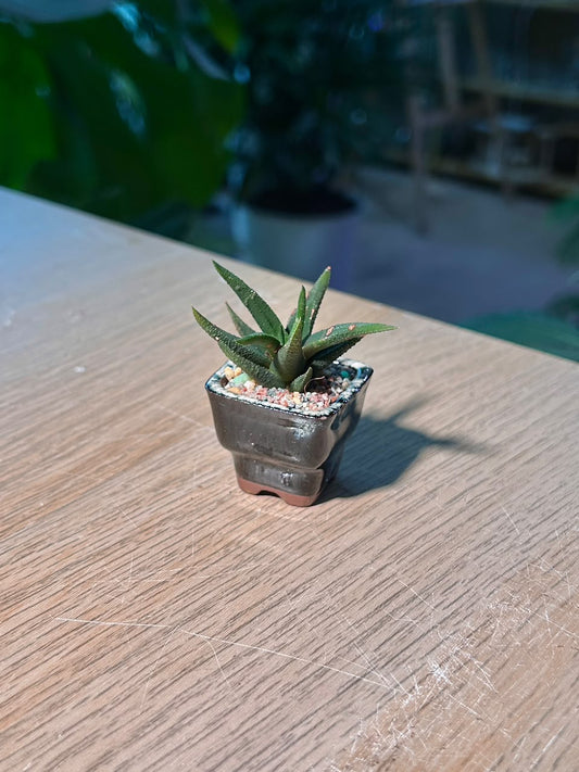 Smooth Haworthia (点纹十二卷) Haworthia Glabrata in Grey Glazed Ceramic Pot