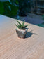 Smooth Haworthia (点纹十二卷) Haworthia Glabrata in Grey Glazed Ceramic Pot