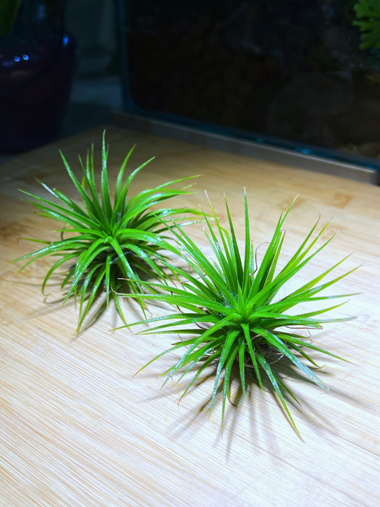 Twin Airplant