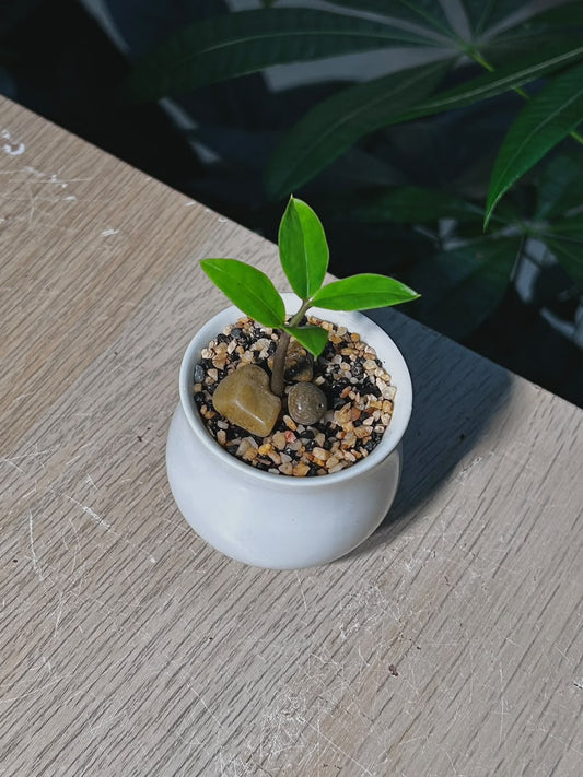 Baby ZZ Plant (金钱树) Zamioculcas Zamiifolia in White Glazed Ceramic Pot