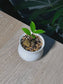 Baby ZZ Plant (金钱树) Zamioculcas Zamiifolia in White Glazed Ceramic Pot