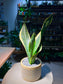 Senseveria in Yellowish Designed Ceramic Pot