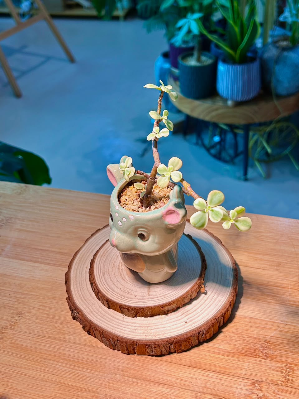 Variegated Elephant Bush (Succulent) in Cute Ceramic Deer Pot