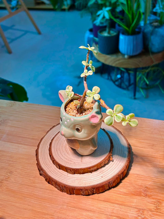Variegated Elephant Bush (Succulent) in Cute Ceramic Deer Pot