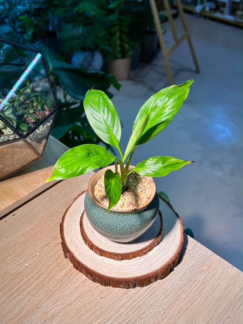 Peace Lily (白鹤芋) Spathiphyllum in Textured Matte Ceramic Pot