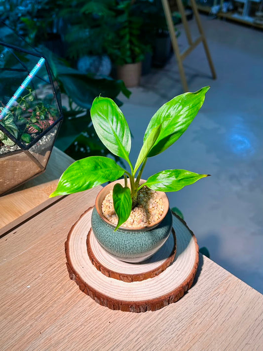 Peace Lily (η½ιΉ€θ) Spathiphyllum in Textured Matte Ceramic Pot
