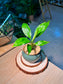 Peace Lily (白鹤芋) Spathiphyllum in Textured Matte Ceramic Pot