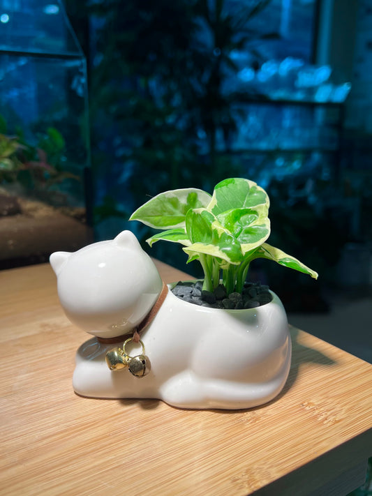 Pothos Njoy (绿萝) in White Cat Ceramic Pot