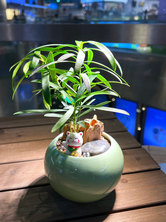 Podocarpus Macrophyllus in Mint Green Round Ceramic Pot