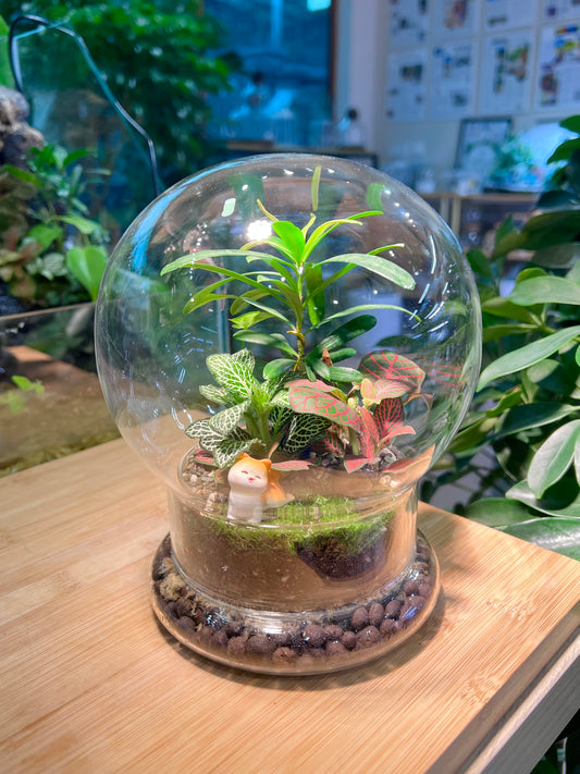Fittonia and Podocarpus with Moss Arrangement in Clear Dome Glass Terrarium