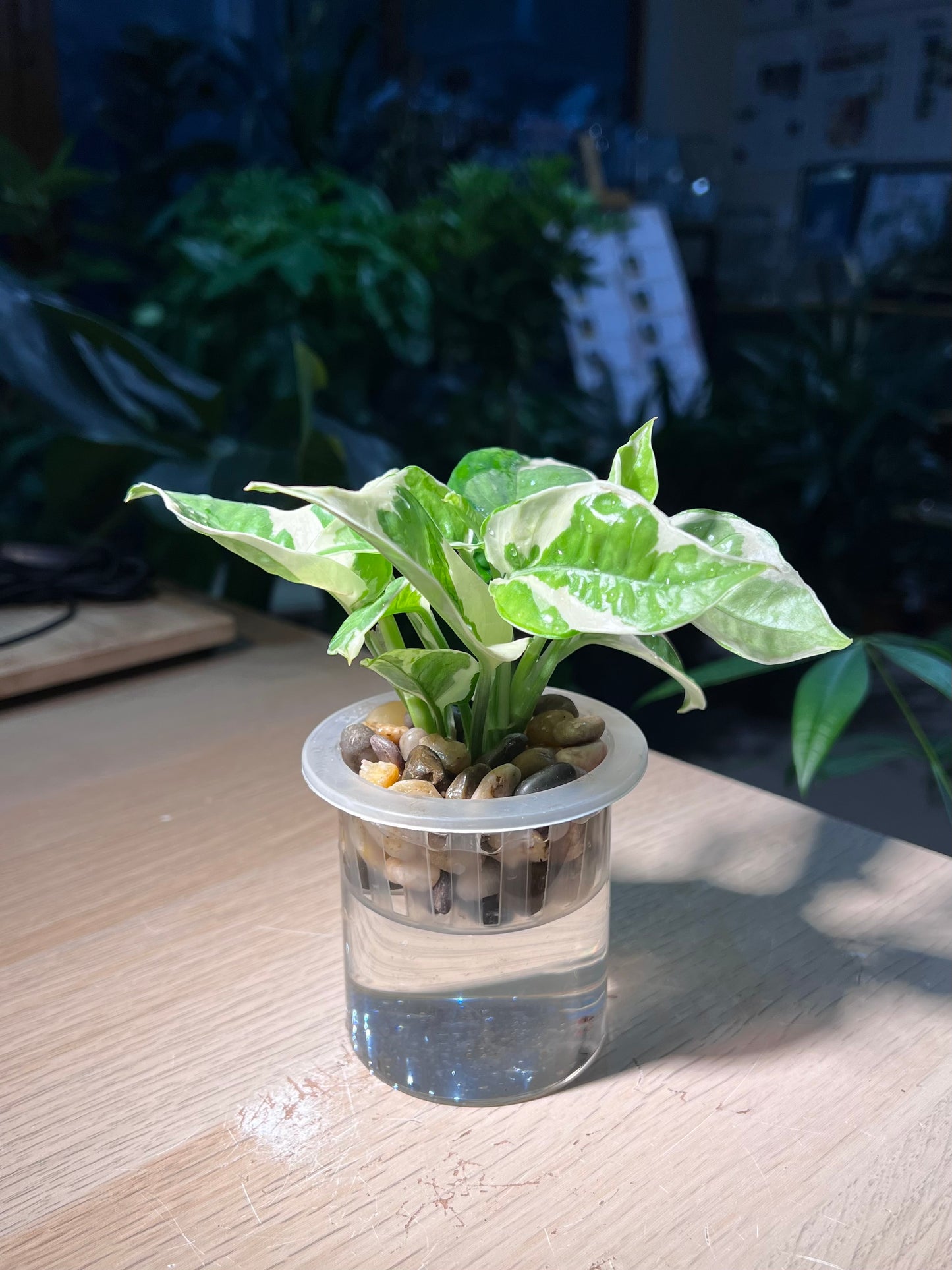 Pothos Njoy (綠羅) in Water Based Cylindrical Glass