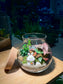 Fittonia and Bubble Plant with Moss Arrangement in Round Covered Glass (M)