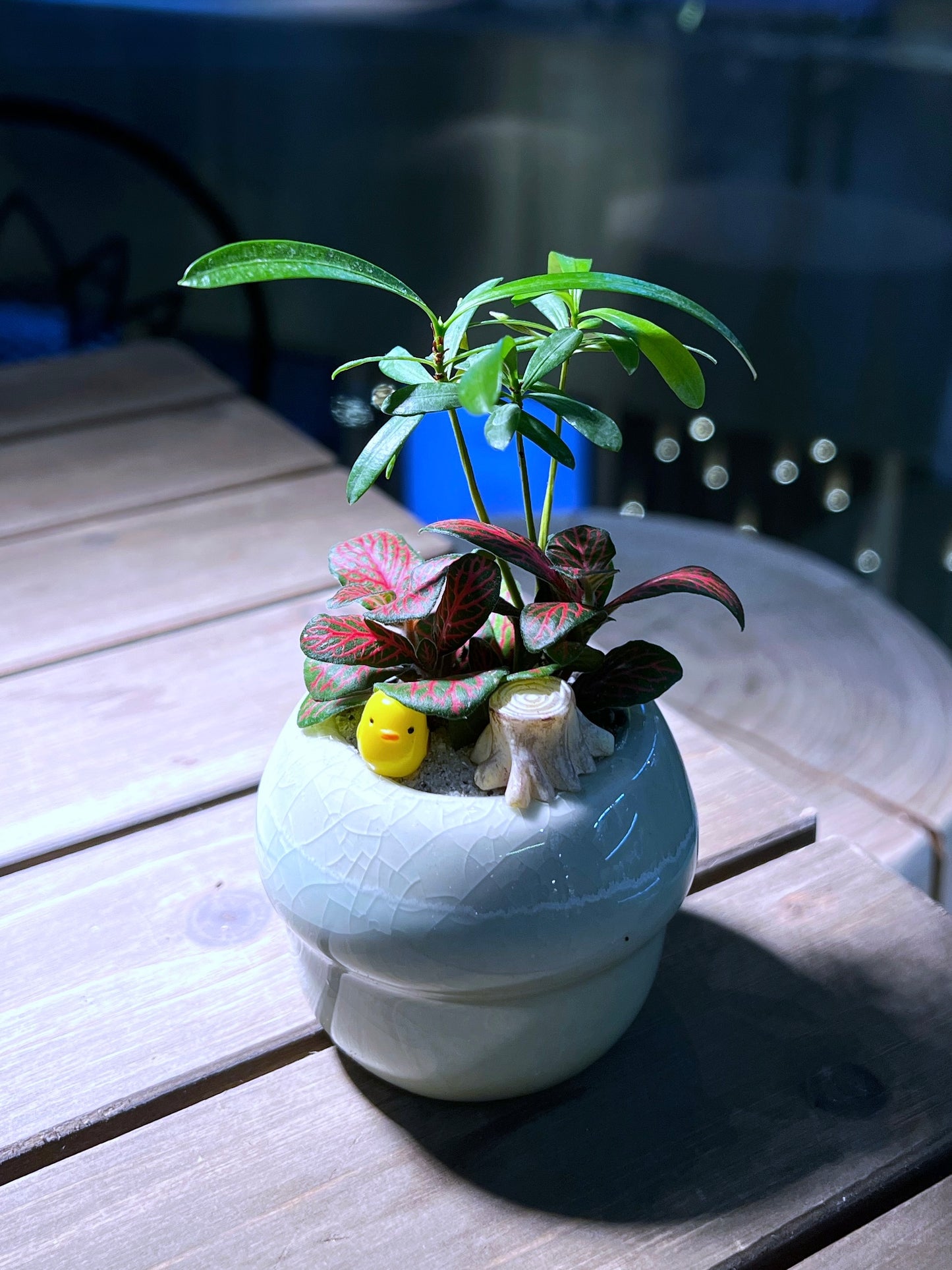 Fittonia & Fern Arrangement in Mushroom Head Pot